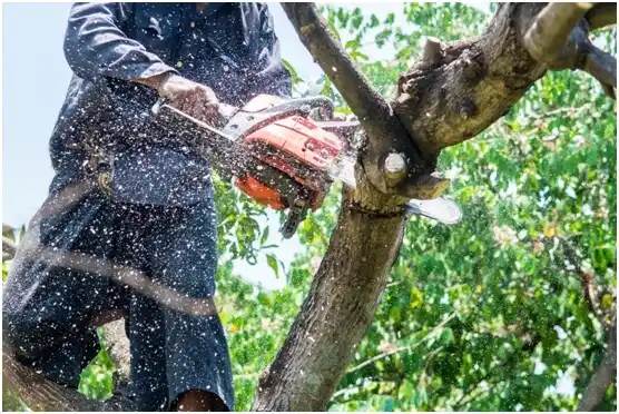 tree services Troutdale